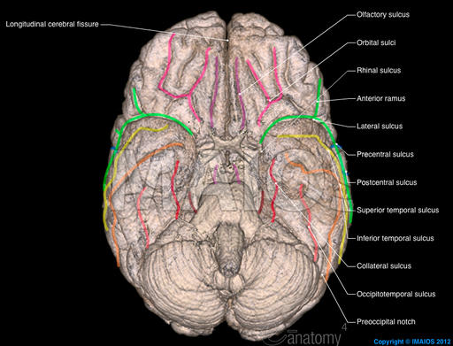 3d-brain-cerebral-sulci-en_medical512