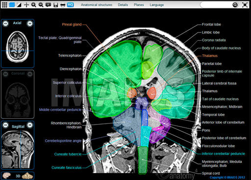 neuroanatomy-atlas-of-the-brain-en_medical512